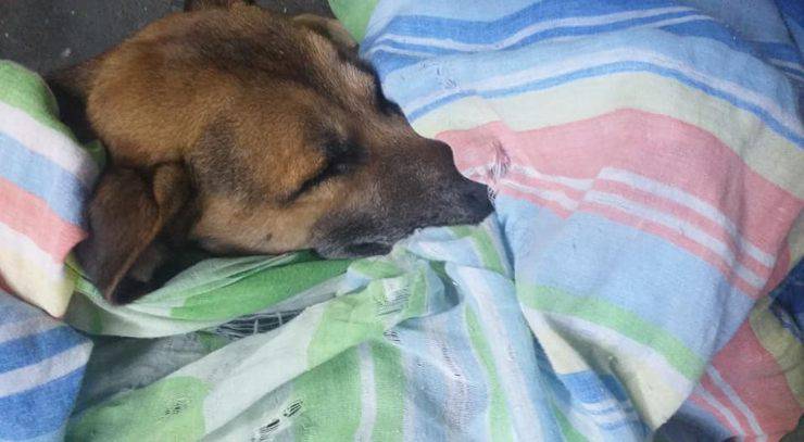 cane randagio coperta notte