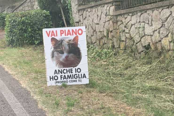 Foto cartellone gatto (Foto Facebook)