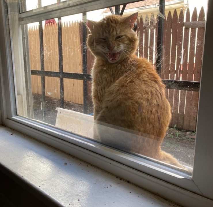 gatto ferito piange finestra