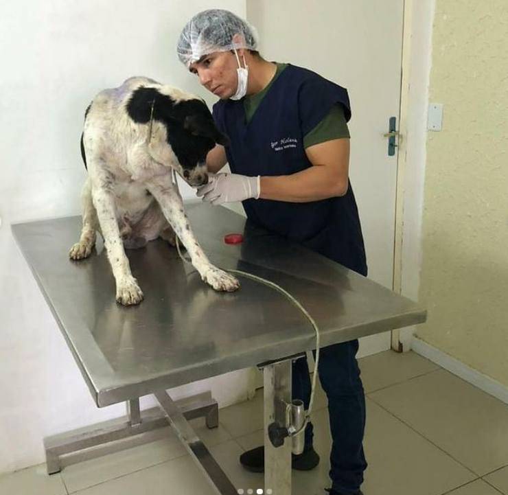 cane entra clinica veterinaria