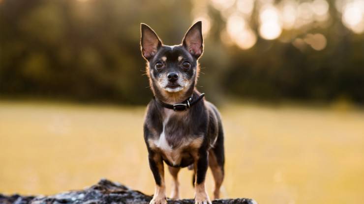 Curiosità sul Black and Tan Toy Terrier