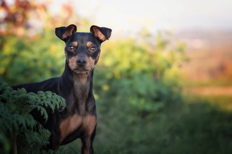 Alimentazione del Black and tan toy terrier