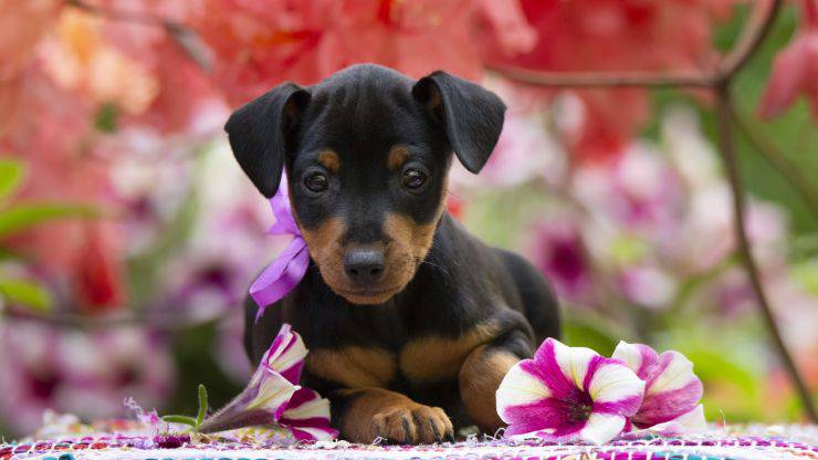 Cura del pelo del Black and Tan Toy Terrier