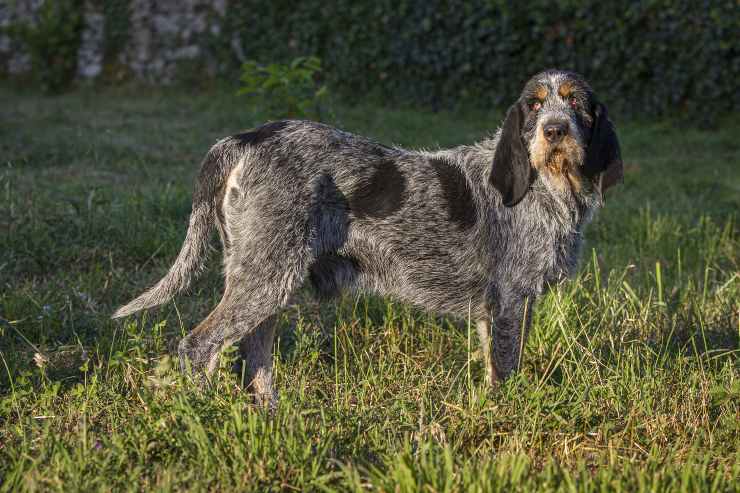 Griffon Bleu de Gascogne