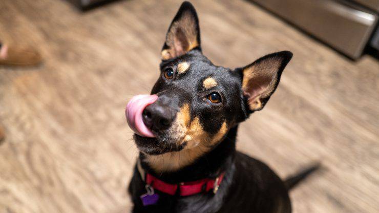 Alimentazione del Black and tan toy terrier