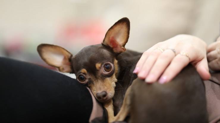 Adottare un Black and tan toy terrier