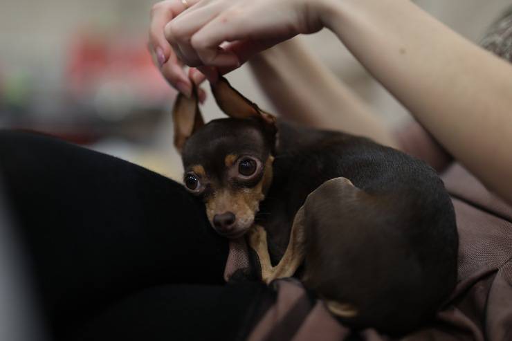 Cucciolo di Black and tan toy terrier