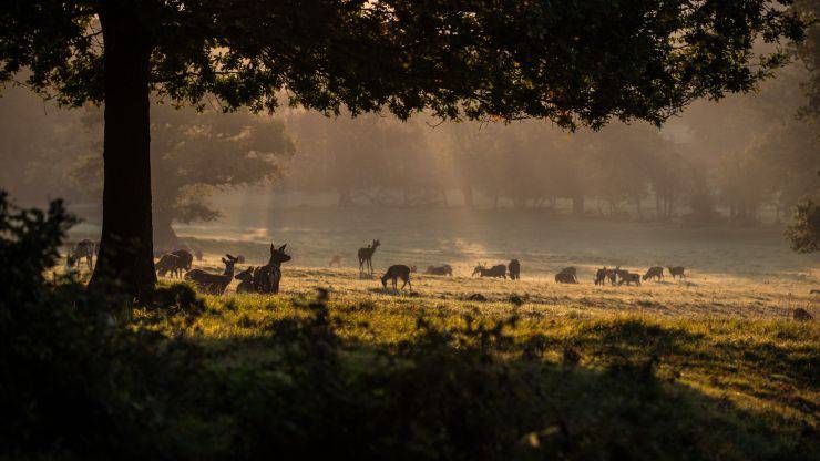 Tutela Ambiente Animali Costituzione Italiana