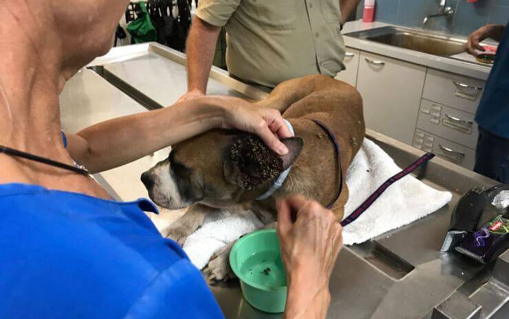 Bobbi il cane ricoperto di zecche che ha rischiato la via per colpa della sua proprietaria (Foto Facebook)