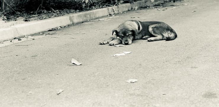 Cagnolino (Foto Pixabay)