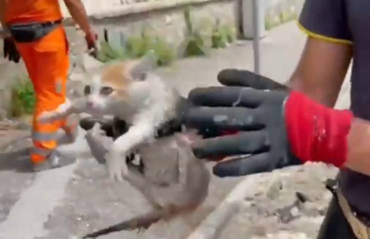 Il gattino liberato (Foto video)