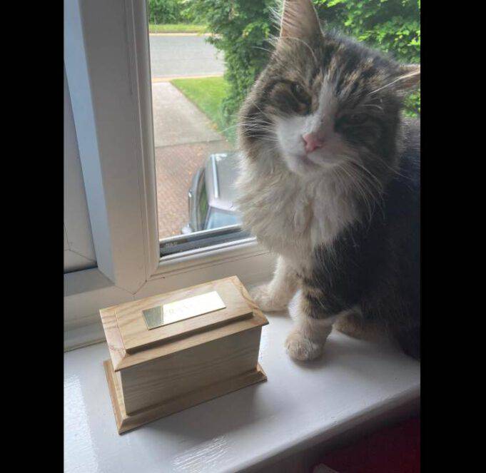 Sognare Il Proprio Gatto Morto Che Ritorna