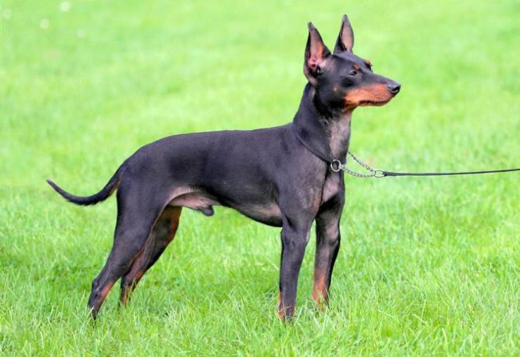 Alimentazione del Black and tan toy terrier