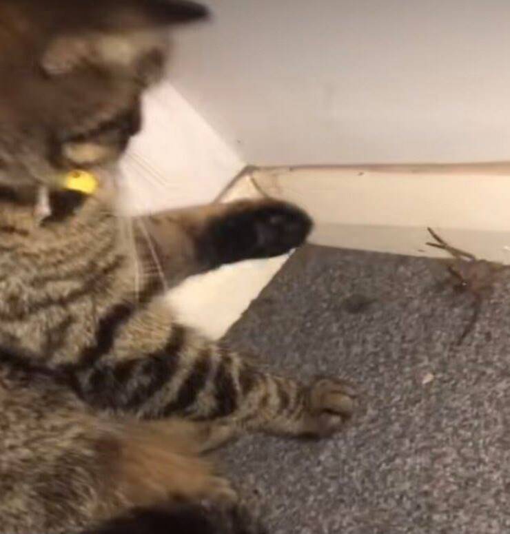 Gatto australiano gioca con ragno (Screen video Tik Tok)