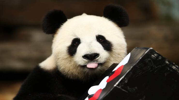 Panda 