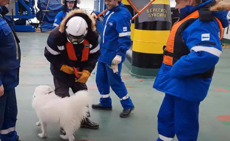 Cane Hayka Salvata Marinai Russi