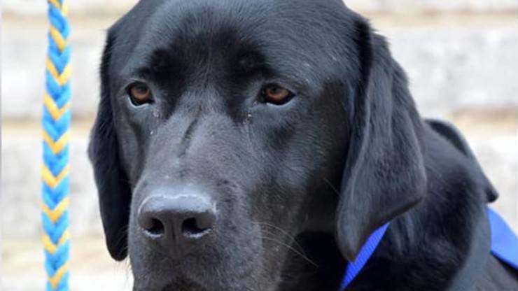 Cane Lol Vittime Violenza Tribunali Francesi