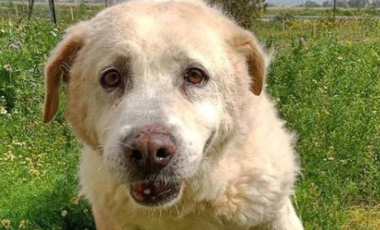 Cane Peppino Zampa Fratturata