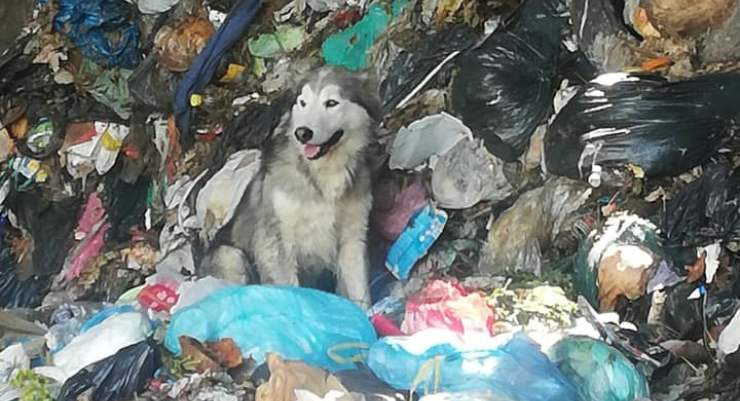 Cane Toto Vasca Trita-Rifiuti 