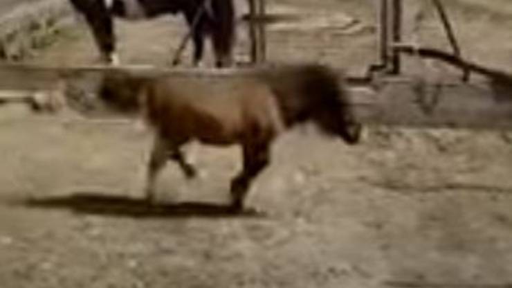 Pony Mela Gamba Rotta