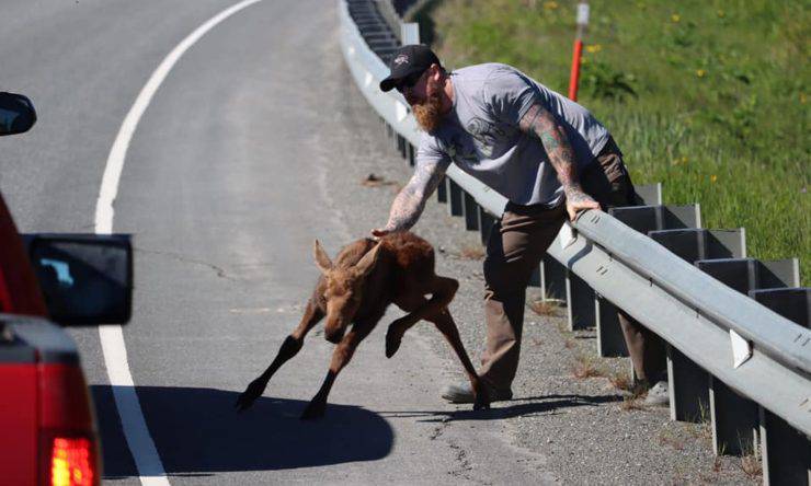 Uomo Salva Cucciolo Alce Alaska Autostrada 