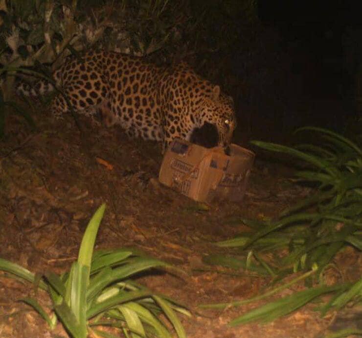 La mamma leopardo ritrova la sua cucciola (Screen Facebook)