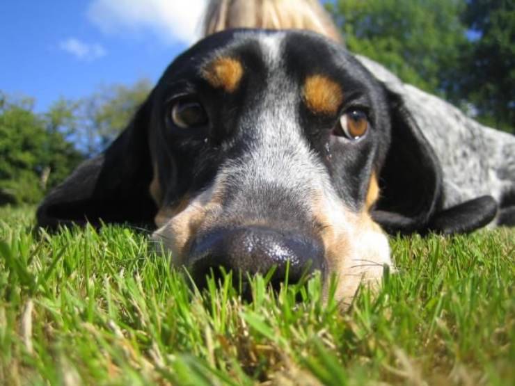 Basset Bleu de Gascogne