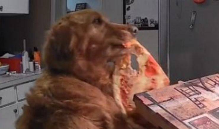 cane afferra il suo cibo preferito (Foto Instagram)