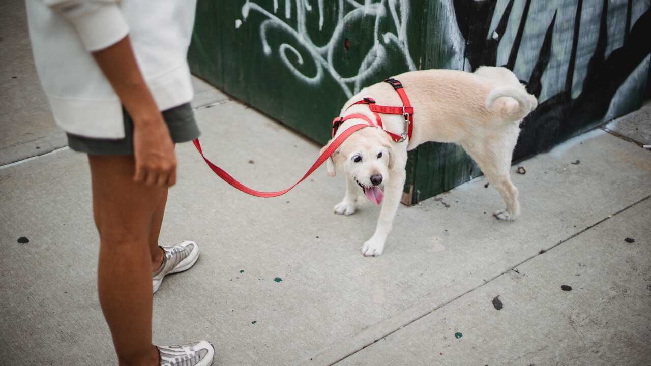 cane pipì muri