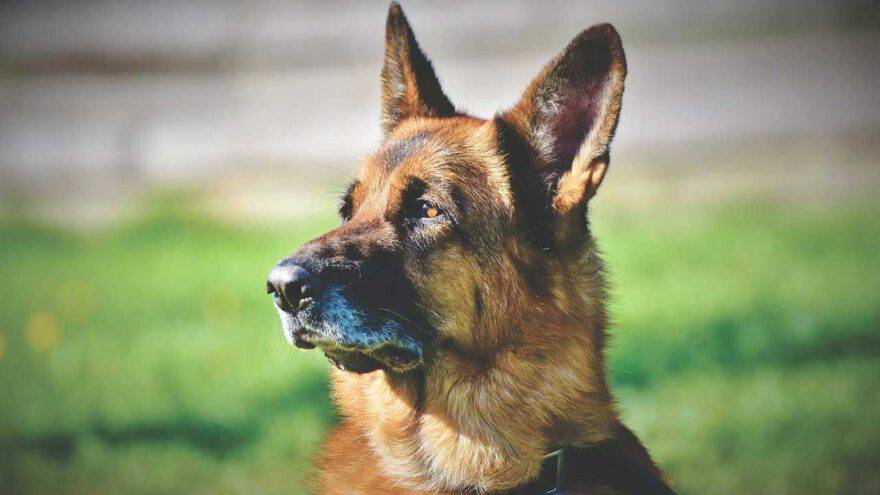 Quanti Anni Ha Il Cane Più Vecchio Del Mondo