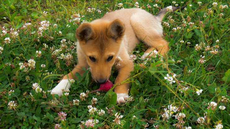 cane può mangiare i ravanelli