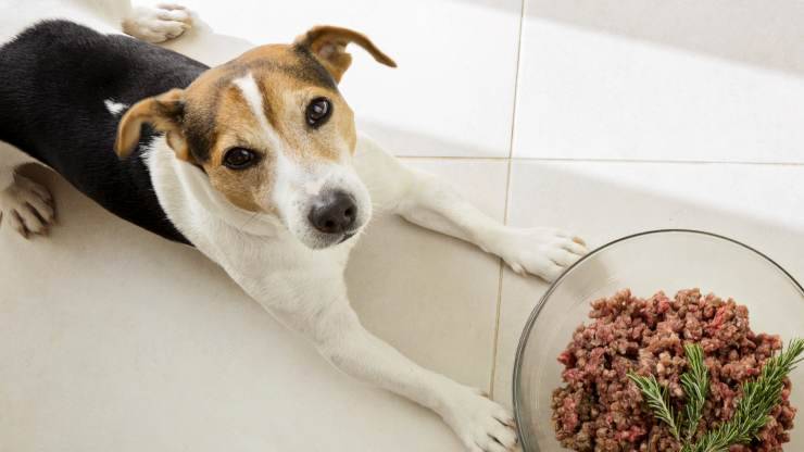 cane può mangiare rosmarino