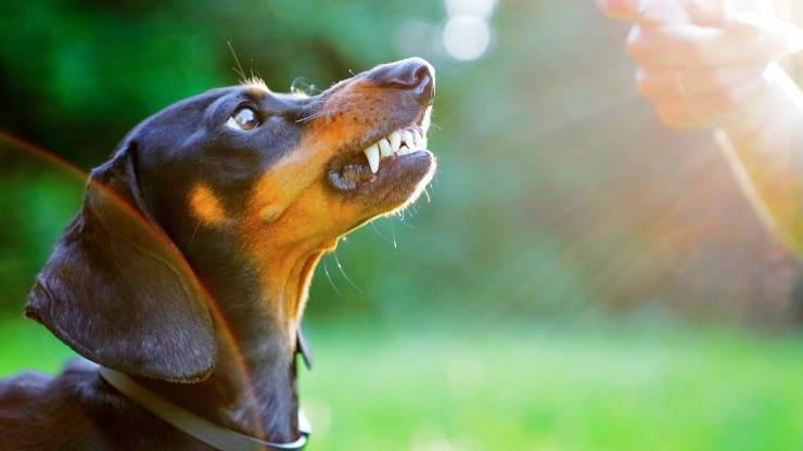 cani piccoli sono aggressivi 