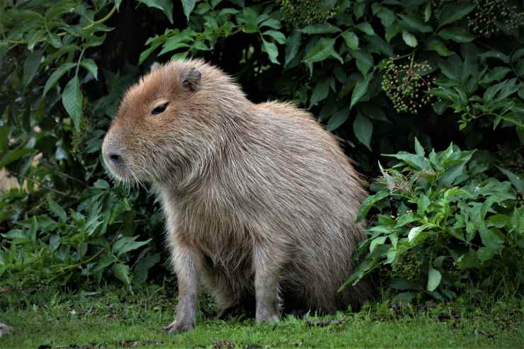 Il capibara domestico