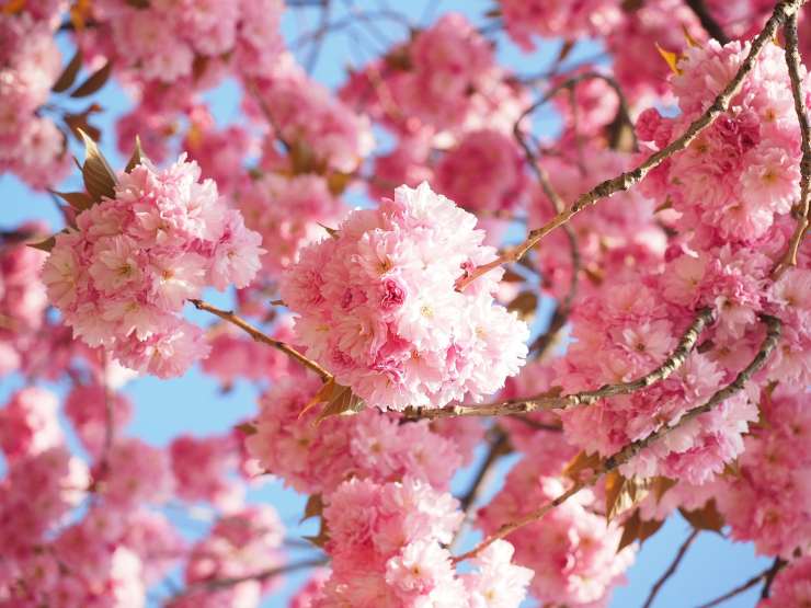 Fiori di ciliegio