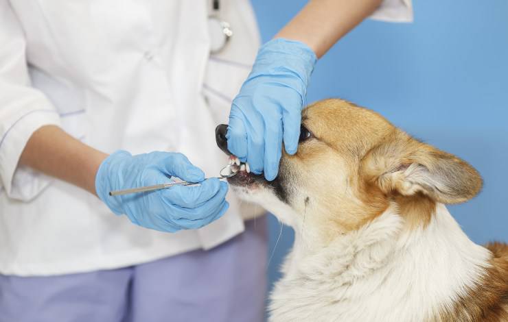 cisti sui denti nel cane