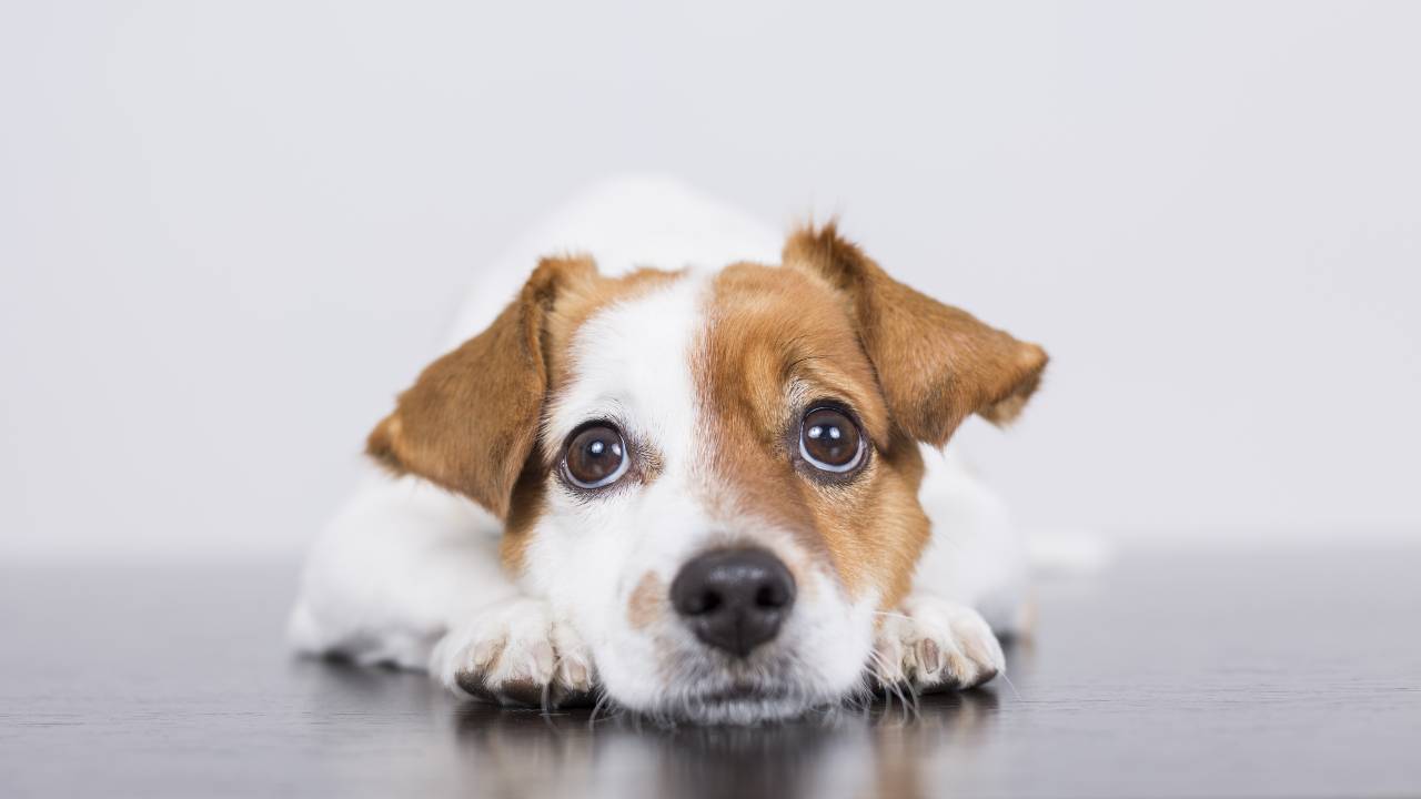 Come mantenere il cane fresco di notte quando fa caldo