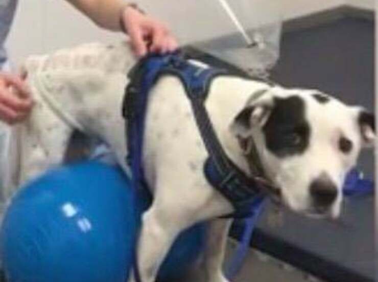 Cooper durante la riabilitazione (Screen Video )
