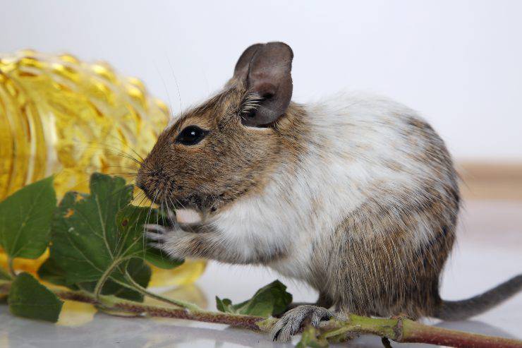 degu mangia insalata