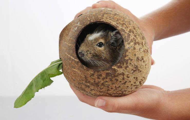 degu può mangiare l'insalata