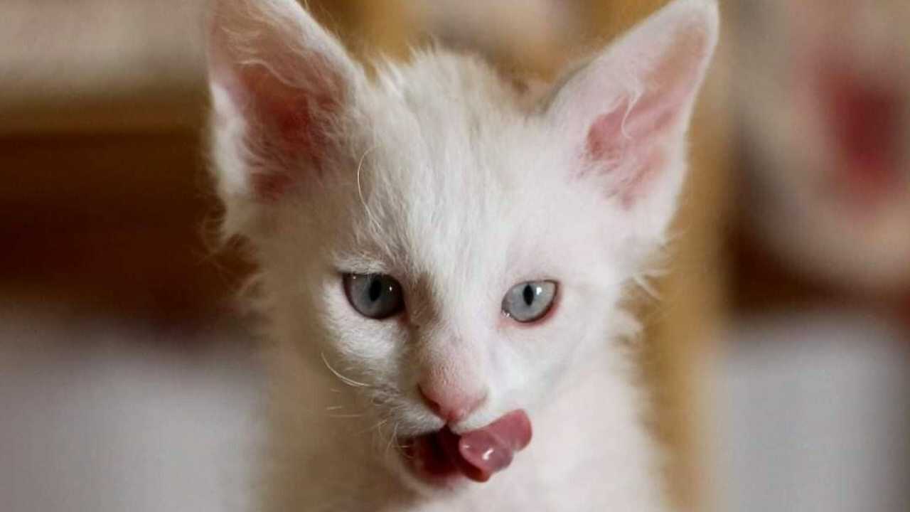 differenza laperm shorthair selkirk rex