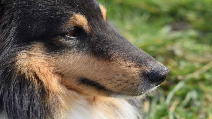 cane malinconico (Foto Pixabay)