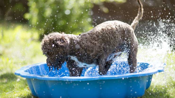 fare il bagno al cane in estate