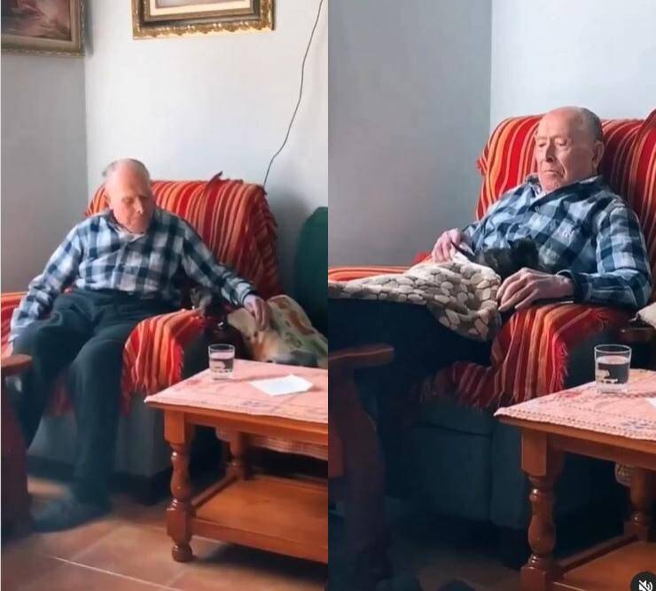 nonno gatto video