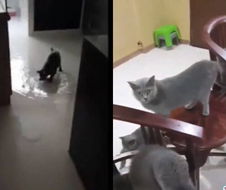 gatti allagano appartamento