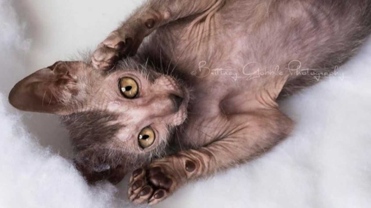 gatto lykoi