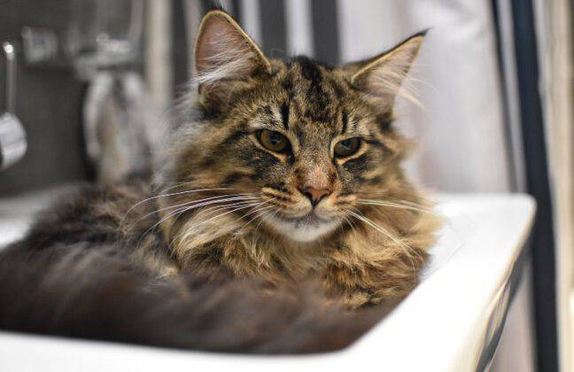 Differenze Tra Maine Coon E Norvegese Delle Foreste