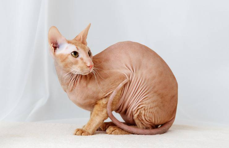 Peterbald