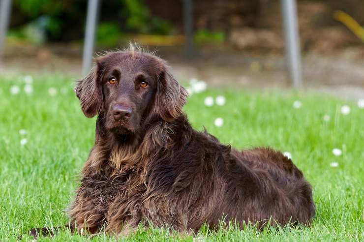 Perché non bisogna tosare il cane