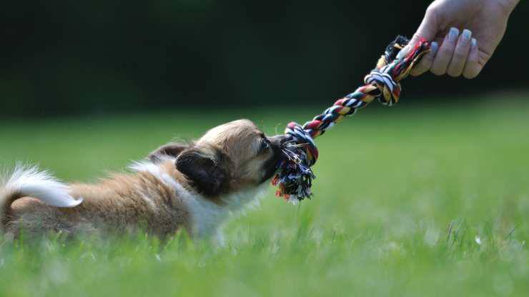 giocare al tiro alla fune con cane